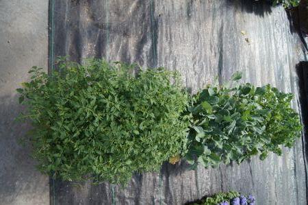 Broccoli, Curly Kale, Supersweet 100 Tomato