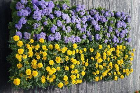 Ageratum Blue Danube & Janie Bright Yellow Marigold