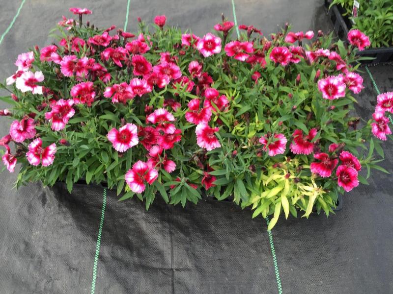 Dianthus Parfait Raspberry