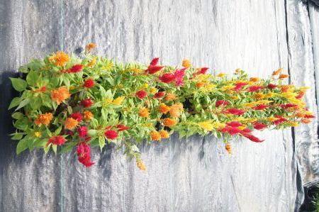 Fresh Look Mix Salvia