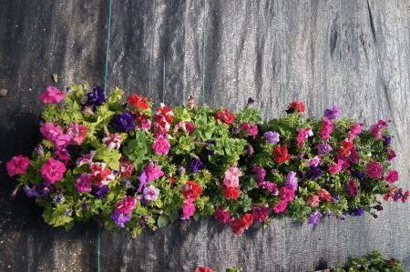 Double Madness Mix Petunia