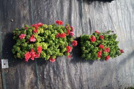 Double Petunia Valentine