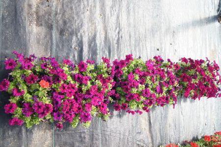 Espresso Frappe Ruby & Dreams Burgundy Petunia