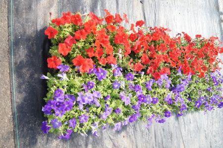 Dreams Red & Dreams Sky Blue Petunia