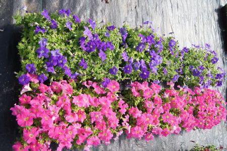 Dreams Sky Blue & Dreams Pink Petunia