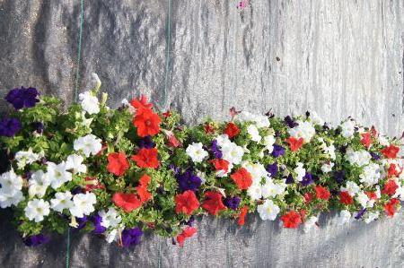 Dreams Patritoic Mix Petunia