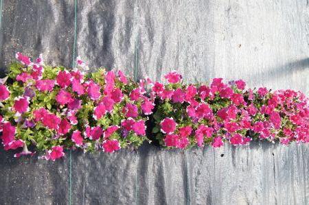 Dreams Rose Picottee