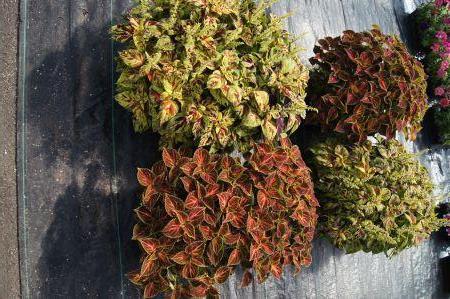 Wizard Pastel & Wizard Mosaic Coleus