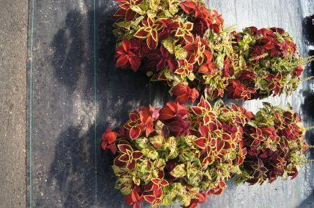 Wizard Mix Coleus