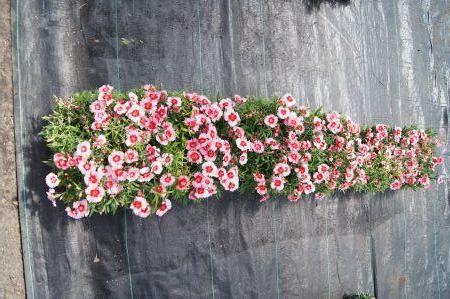 Dianthus Strawberry Parfait.