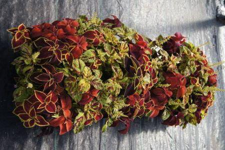 Wizard Mix Coleus