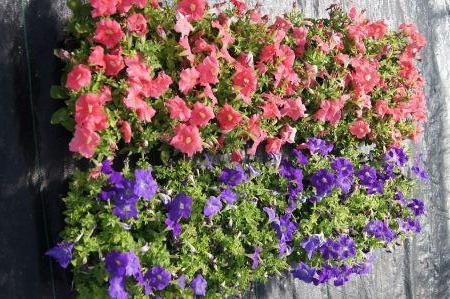 Dreams Sky Blue & Dreams Salmon Petunia