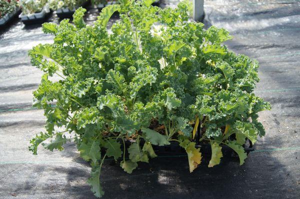 Winterbor Kale & Broccoli