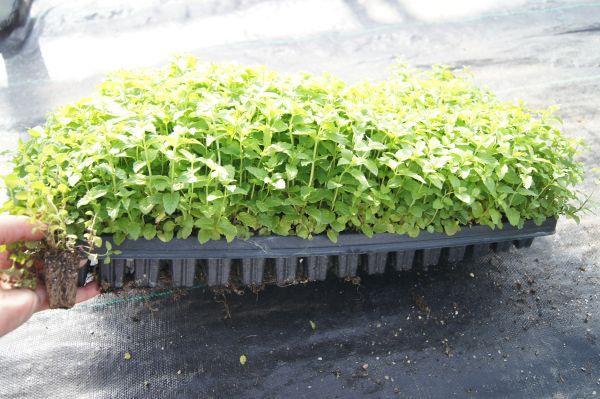 Triple Curled Parsley, Sage, Mint