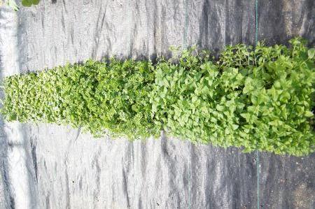 Sweet Basil, Parsley, Spearmint