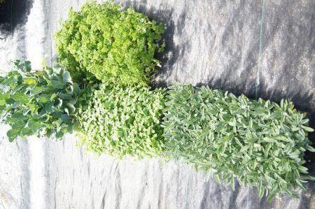 Broccoli, Spearmint, Parsley, Sage