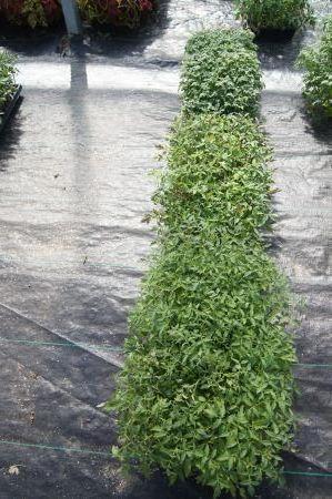 Husky Cherry, Sunrise & Black Cherry Tomato