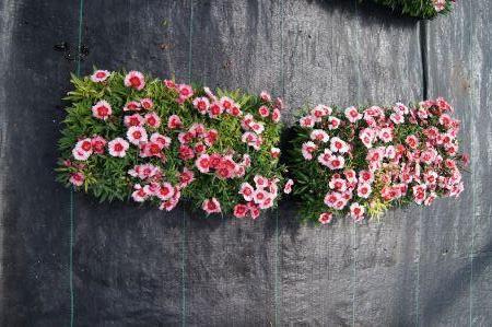 Dianthus Strawberry Parfait.