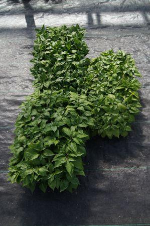 Ghost Pepper