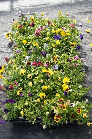 Assorted Pansy Varieties