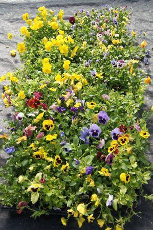 Assorted Pansy Varieties
