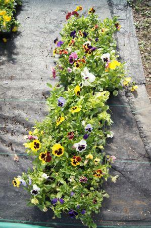 Assorted Pansy Varieties