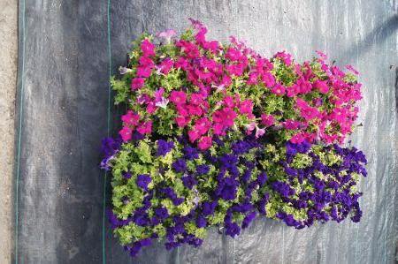 Dreams Neon Rose & Midnight Petunias