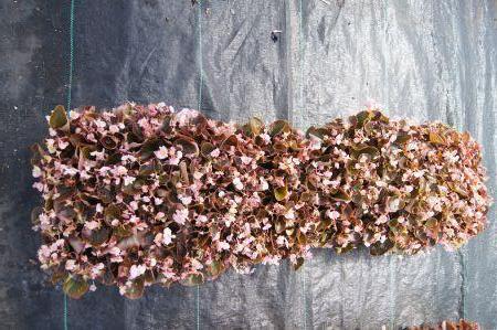 Pink Begonia bronze leaf