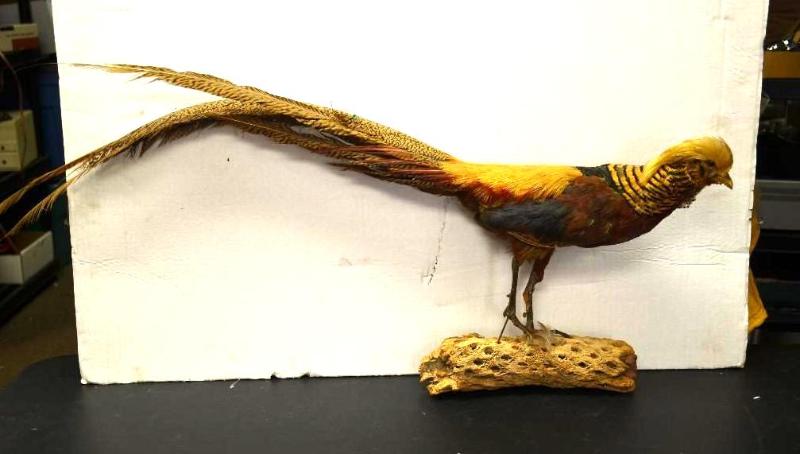 lot 24 image: Taxidermy Not Very Commom Gold Headed pheasan...