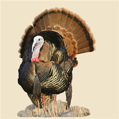 Strutting Turkeys Indoor Wall Graphic, Strutting Eastern Turkey