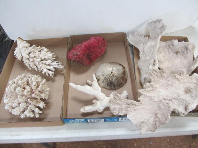 lot 367 image: Large Pieces of Coral