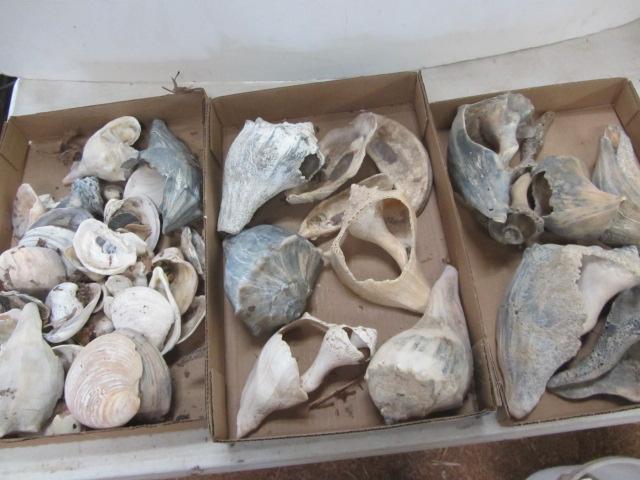 lot 368 image: Sea Shells