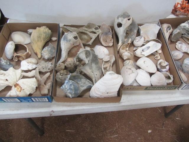 lot 369 image: Sea Shells
