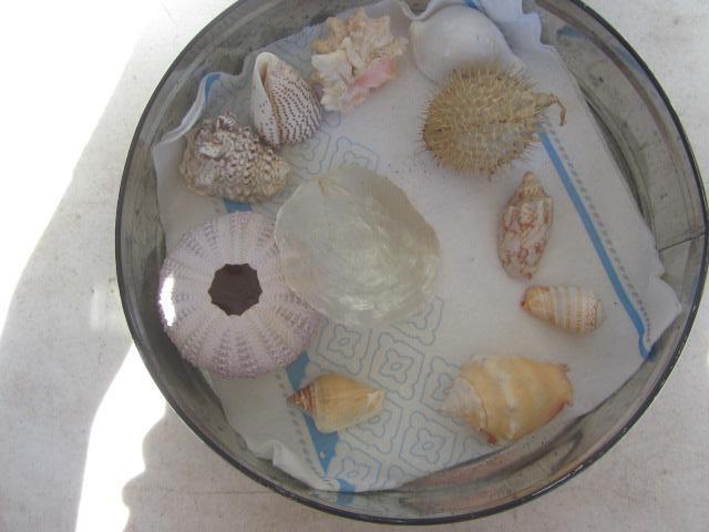 Sea Shells