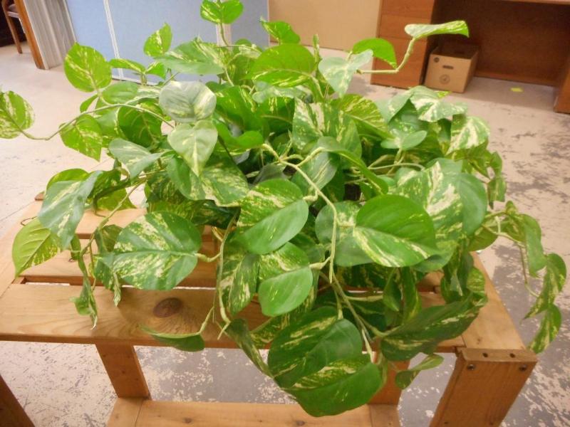 Artificial houseplant
