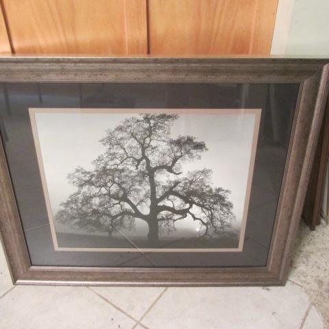 Oak Tree, Ansel Adams