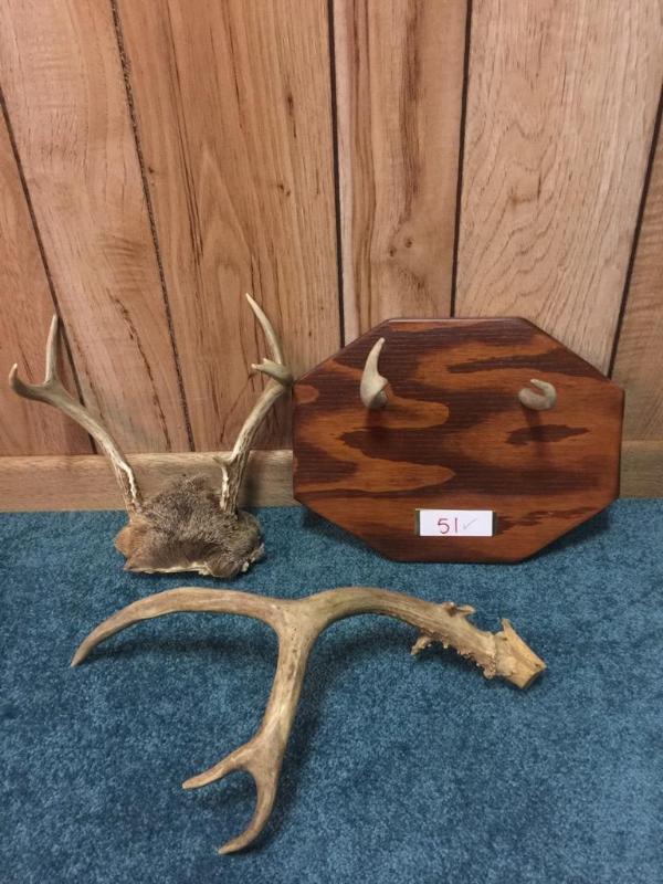 lot 51 image: 2 sets of deer antlers 2 points  and on...