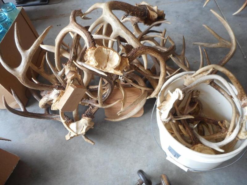 Deer Antlers