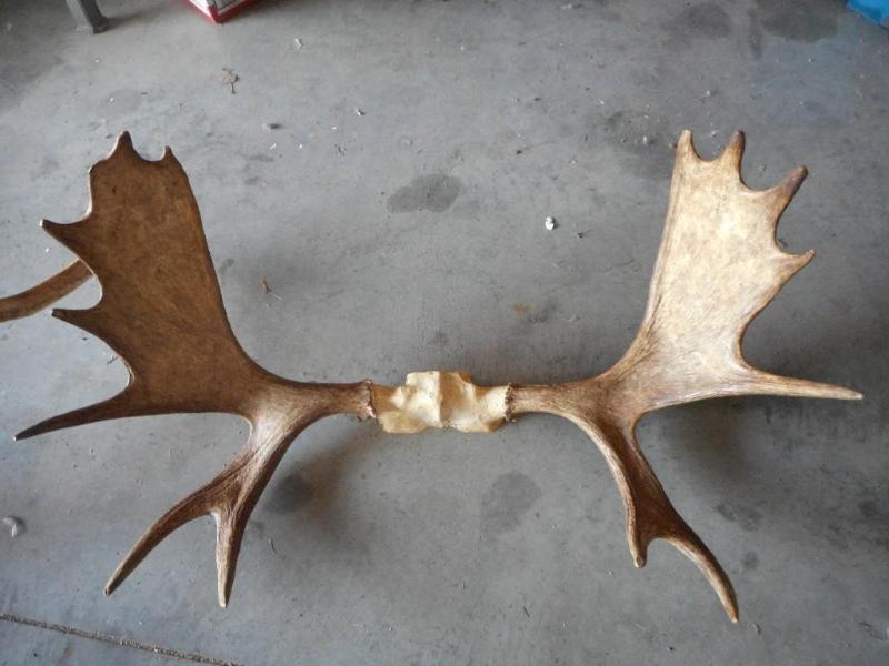 Moose Antlers