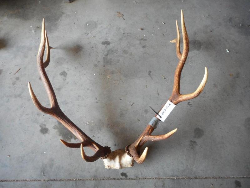 Elk Antlers