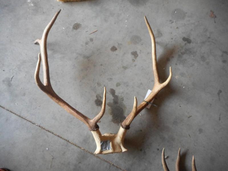 Elk Antlers