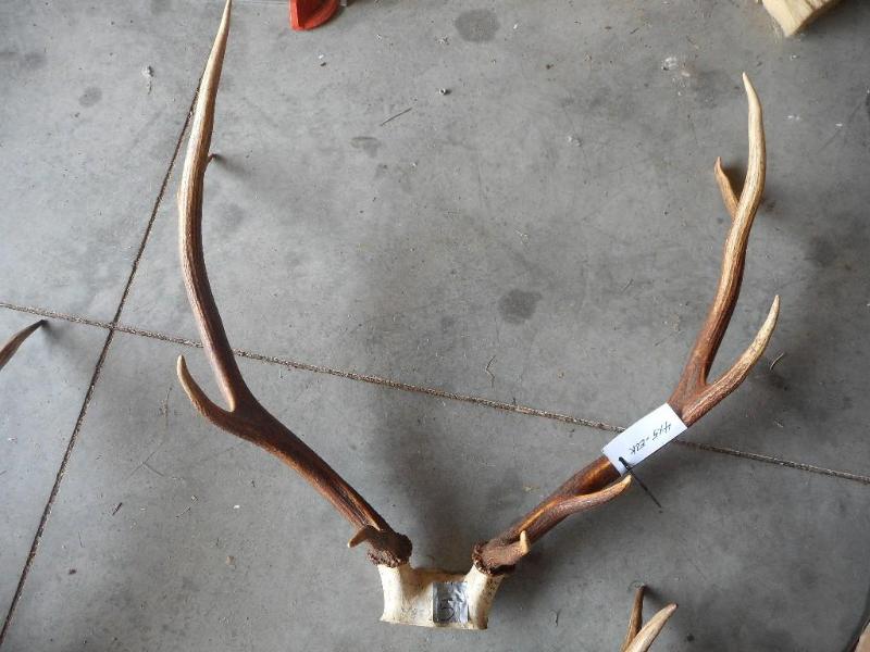 Elk Antlers