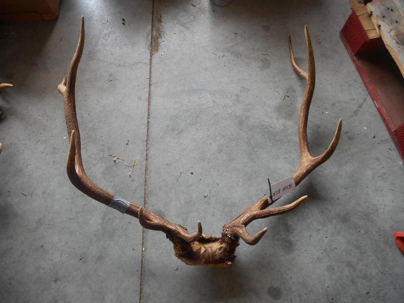 Elk Antlers
