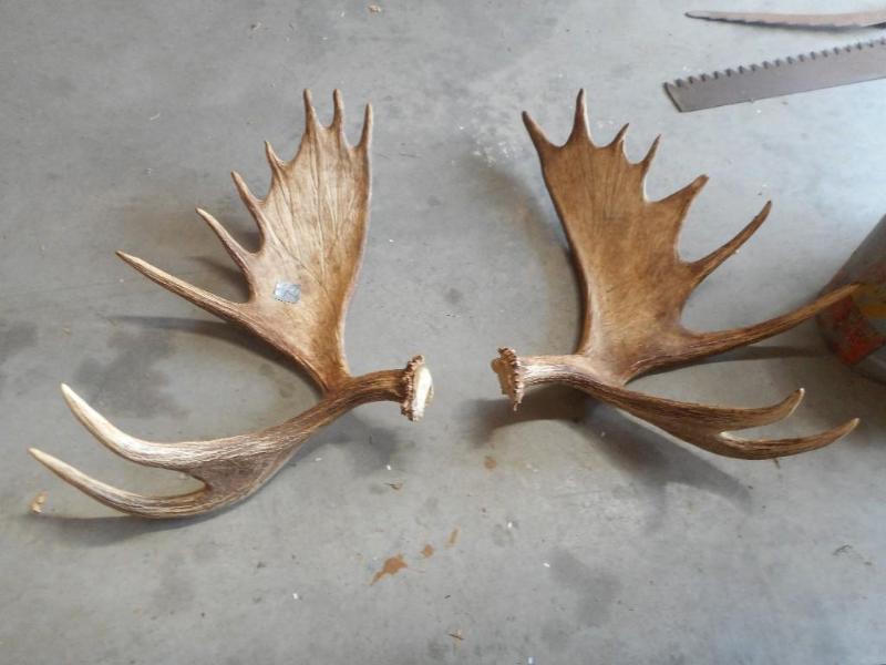 Moose Antlers