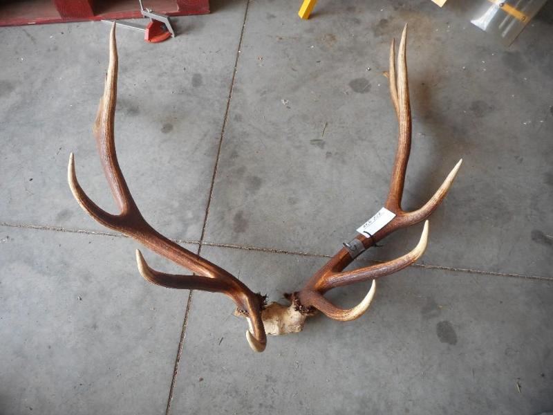 Elk Antlers