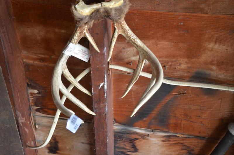 lot 216 image: Antlers...