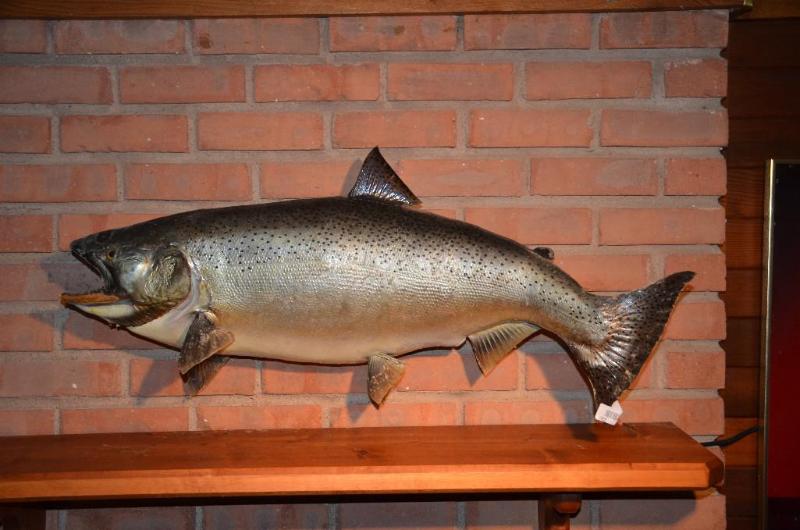 lot 235 image: Mounted fish 34" long...