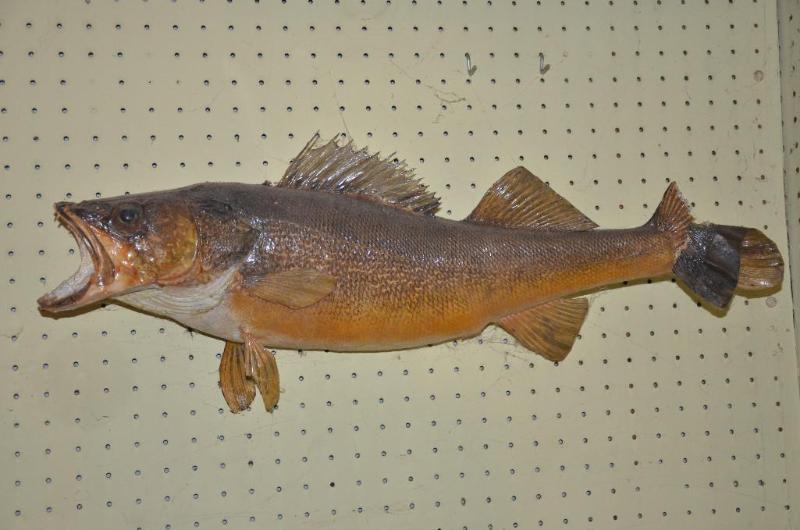 lot 249 image: Stuffed fish 26" long...