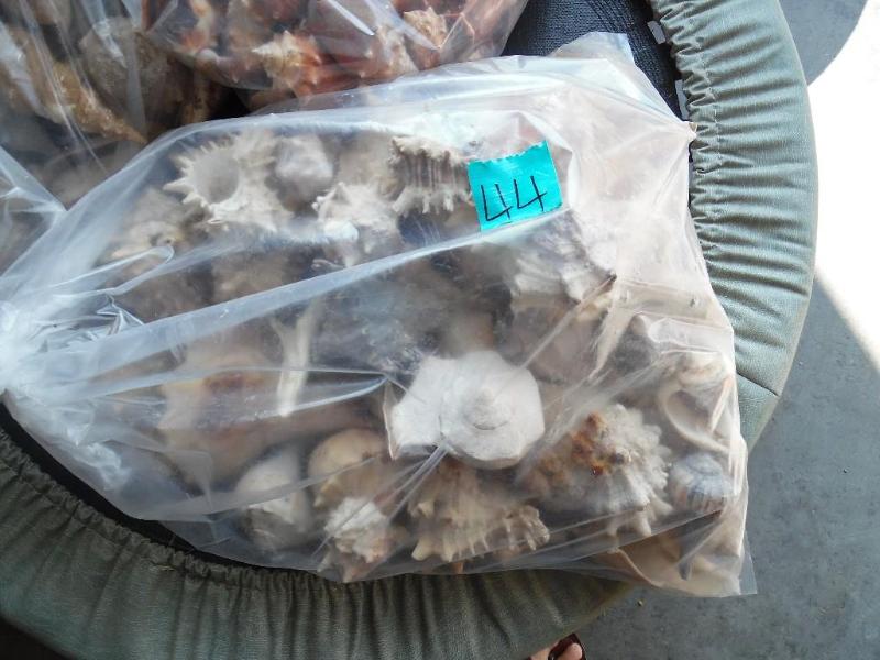 Sea Shells