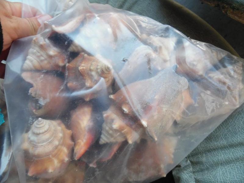 Sea Shells